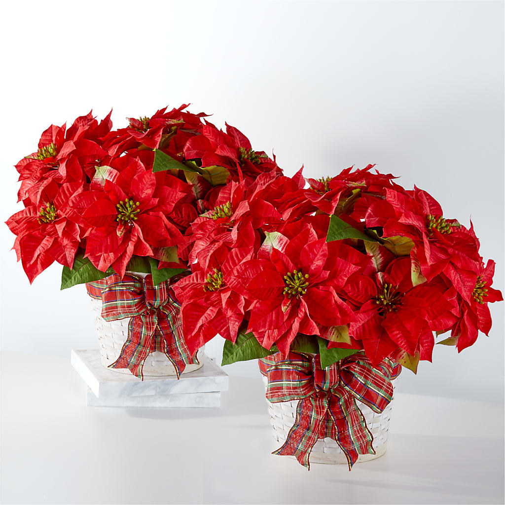 Happiest Holidays Poinsettia Bundle – Prestige House Of Flowers, Biddeford ME