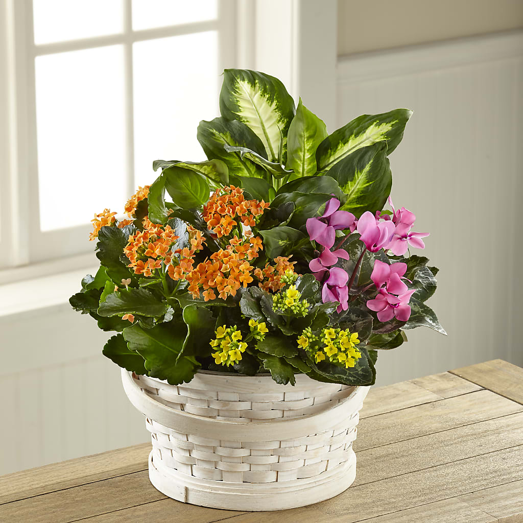 Color Crush Dishgarden – Prestige House Of Flowers, Biddeford ME