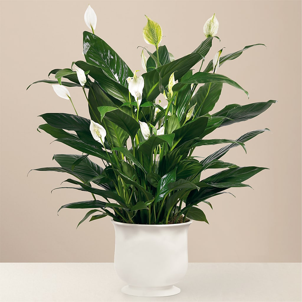 Comfort Planter – Prestige House Of Flowers, Biddeford ME