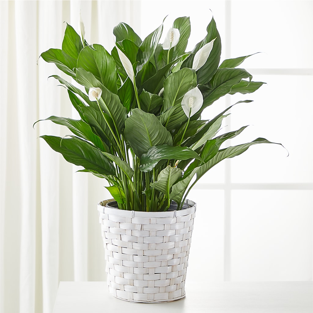 A New Leaf Peace Lily – Prestige House Of Flowers, Biddeford ME