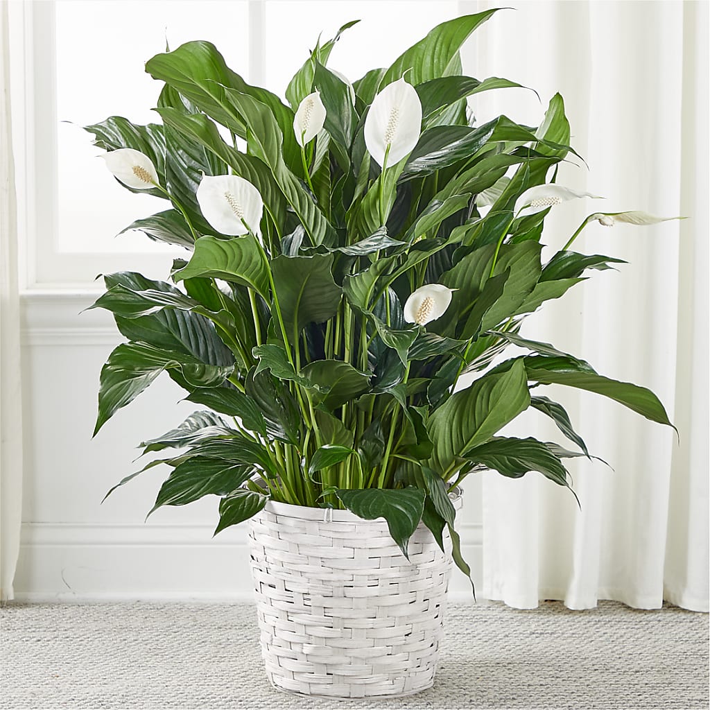 A New Leaf Peace Lily – Prestige House Of Flowers, Biddeford ME
