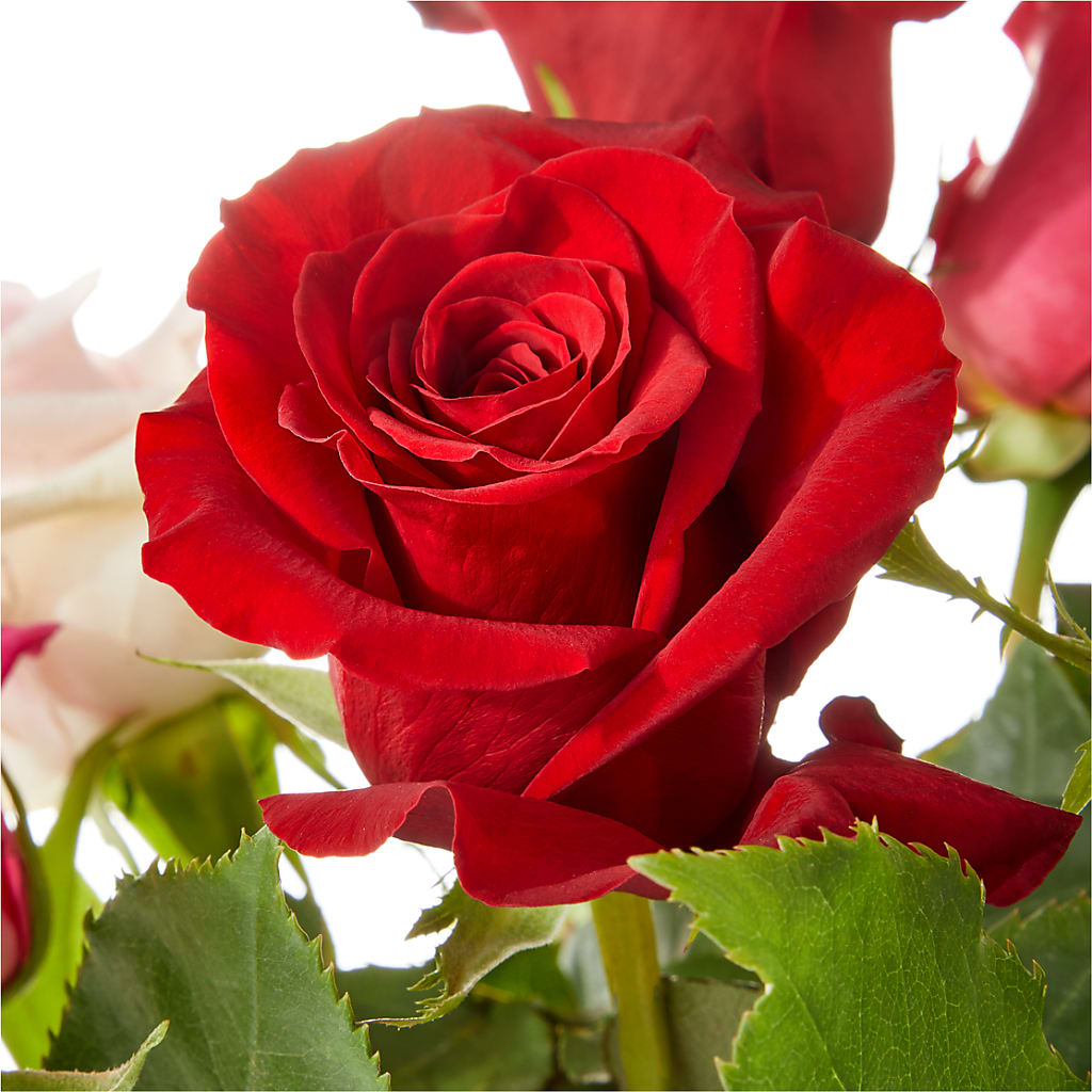 Love Notes Rose Bouquet – Prestige House Of Flowers, Biddeford ME