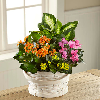 Color Crush Dishgarden –  Prestige House Of Flowers, Biddeford ME
