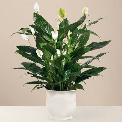Comfort Planter –  Prestige House Of Flowers, Biddeford ME