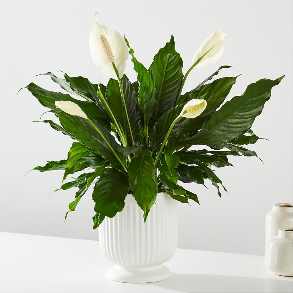 Comfort Planter –  Prestige House Of Flowers, Biddeford ME
