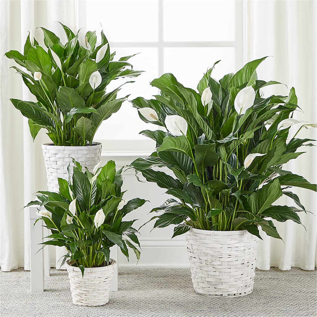 A New Leaf Peace Lily –  Prestige House Of Flowers, Biddeford ME